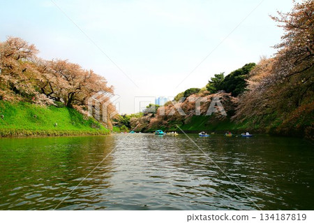 櫻花雖已過盛花期，卻依然在護城河上閃耀……《千鳥淵》和《櫻花》 134187819