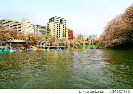 The cherry blossoms, past their peak, still shine on the moat... "Chidorigafuchi" and "Cherry Blossoms" 134187820