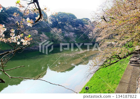 櫻花雖已過盛花期，卻依然在護城河上閃耀……《千鳥淵》和《櫻花》 134187822