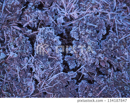 落葉上的霜 134187847