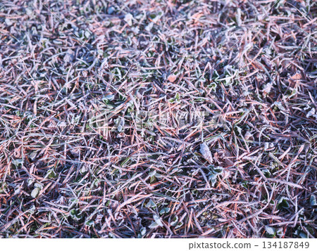 落葉上的霜 134187849