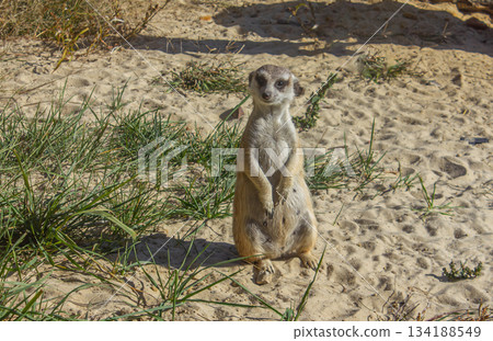 Close-up Portrait of Female Meerkat sitting in natural environment. 134188549