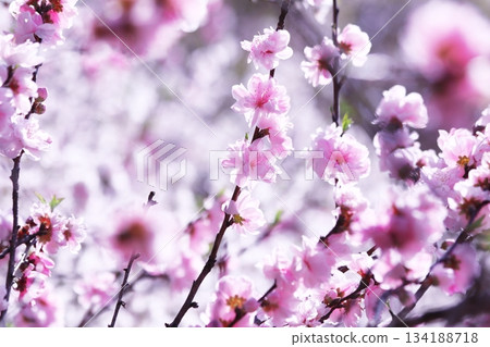 春天裡美麗的桃花 134188718