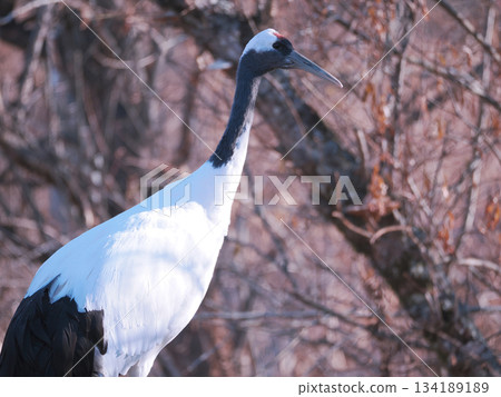 Close-up of a red-crowned crane 134189189