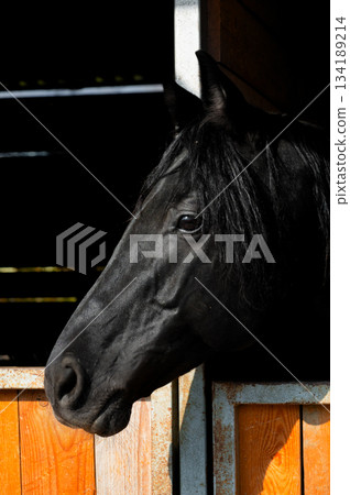 Portrait of a black horse on a farm. A clean horse in a stable on a sunny day, a well-groomed horse in a stable Portrait of a black horse on a farm. A clean horse in a stable on a sunny day, a well-groomed horse in a stable 134189214