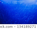 Blue concert crowd with raised hands 134189271