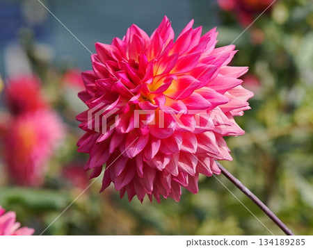 Red dahlia Red dahlia 134189285