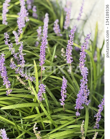 Small purple flowers blooming quietly on a street corner 134189336