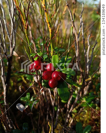 Swedish forest with lingon berries 134189649