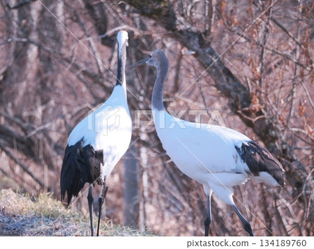 丹頂鶴母子 134189760