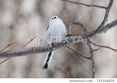Long-tailed Tit, Hokkaido Long-tailed Tit, Hokkaido 134189838