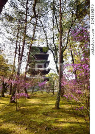 春天的京都仁和寺 春天的京都仁和寺 134189879