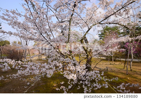 Ninnaji Temple in Kyoto in spring Ninnaji Temple in Kyoto in spring 134189880