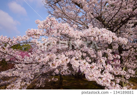 Ninnaji Temple in Kyoto in spring 134189881