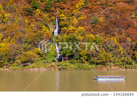 [Yamagata Prefecture_Shiraito Falls] Shiraito Falls with Autumn Leaves and Boat Ride through Autumn Leaves October November 134189884