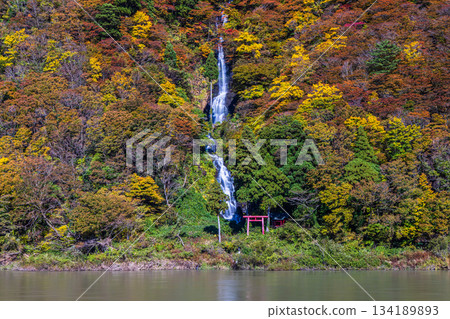 [Yamagata Prefecture_Shiraito Falls] Shiraito Falls with Autumn Leaves and Boat Ride through Autumn Leaves October November 134189893