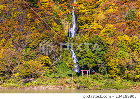[Yamagata Prefecture_Shiraito Falls] Shiraito Falls with Autumn Leaves and Boat Ride through Autumn Leaves October November 134189905