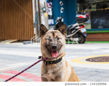 珍島犬，一種韓國原生犬種 134189998