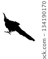 Cockatiel back silhouette 134190170