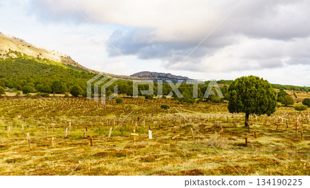 Sad Hill Cemetery in Spain. Tourist place Sad Hill Cemetery in Spain. Tourist place 134190225