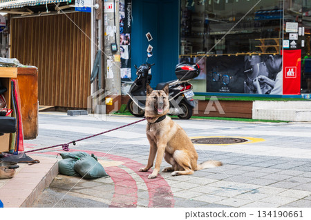 Jindo dog, Busan International Market Street Jindo dog, Busan International Market Street 134190661
