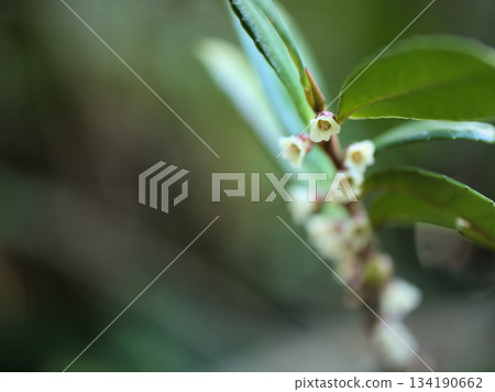 Small, delicate white Hamahisakaki flowers blooming in November 134190662