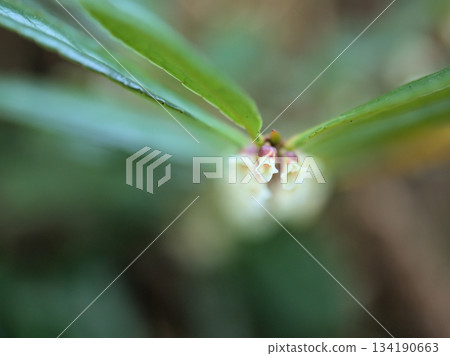 十一月盛開的嬌小潔白的濱榊花 十一月盛開的嬌小潔白的濱榊花 134190663