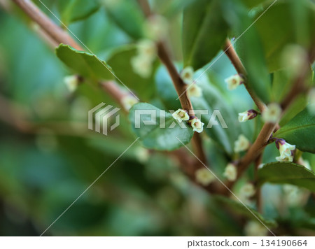 十一月盛開的嬌小潔白的濱榊花 十一月盛開的嬌小潔白的濱榊花 134190664