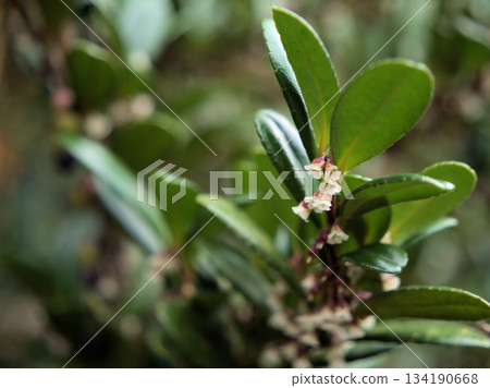 Small, delicate white Hamahisakaki flowers blooming in November Small, delicate white Hamahisakaki flowers blooming in November 134190668