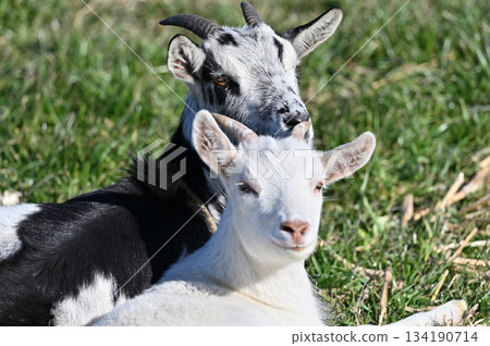 山羊（飼養/寵物） 134190714