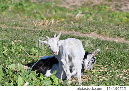 山羊（飼養/寵物） 134190715