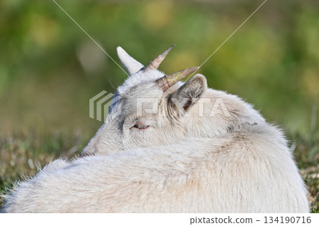 山羊（飼養/寵物） 134190716