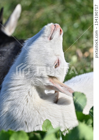 山羊(飼養/寵物) 山羊(飼養/寵物) 134190717