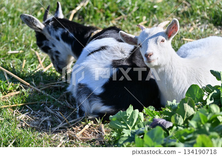 山羊（飼養/寵物） 134190718