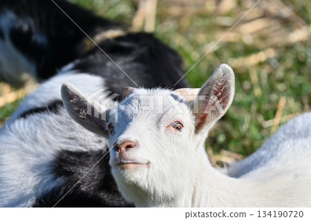 山羊（飼養/寵物） 134190720