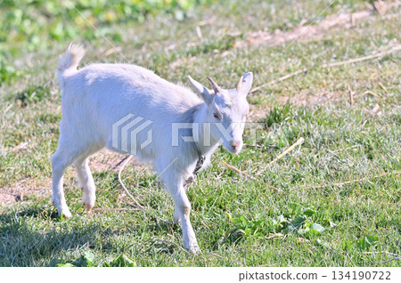 山羊（飼養/寵物） 134190722