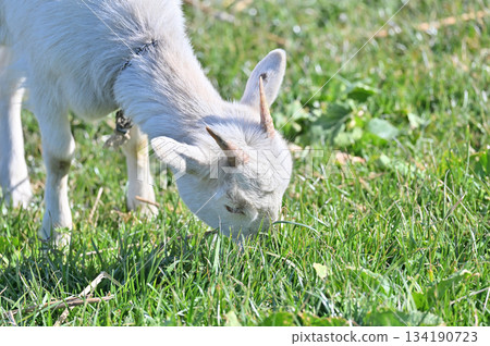 山羊（飼養/寵物） 134190723