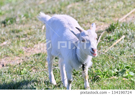 山羊（飼養/寵物） 134190724