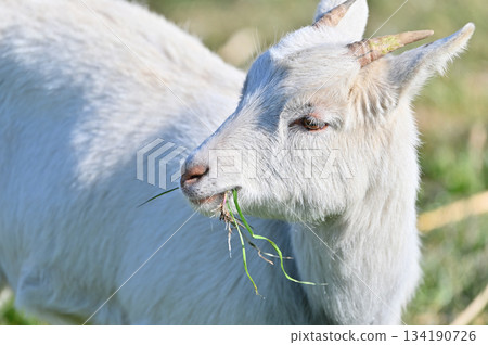 山羊（飼養/寵物） 134190726