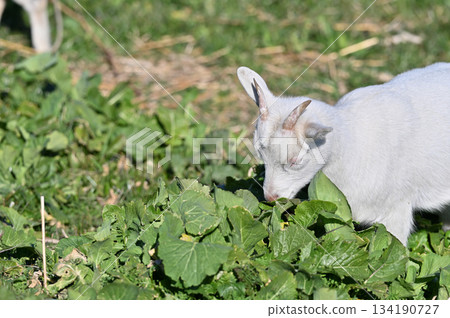 山羊(飼養/寵物) 山羊(飼養/寵物) 134190727