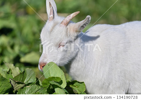 山羊（飼養/寵物） 134190728