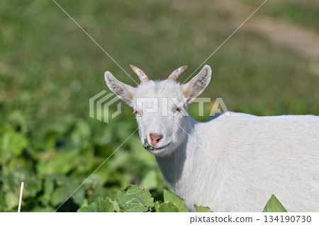 山羊（飼養/寵物） 134190730