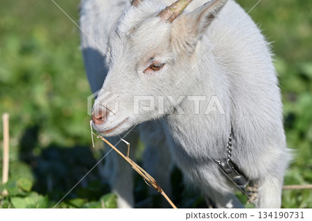 山羊(飼養/寵物) 山羊(飼養/寵物) 134190731