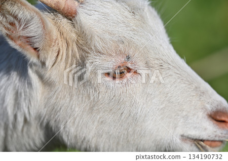 山羊（飼養/寵物） 134190732