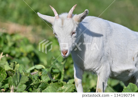 山羊（飼養/寵物） 134190734