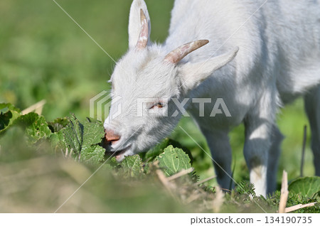 山羊（飼養/寵物） 134190735