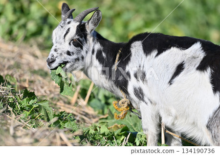 山羊（飼養/寵物） 134190736