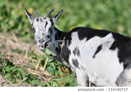 山羊（飼養/寵物） 134190737