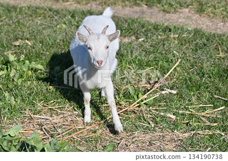 山羊（飼養/寵物） 134190738