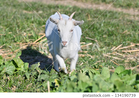 山羊（飼養/寵物） 134190739